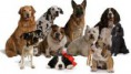 CÃES DE RAÇA 